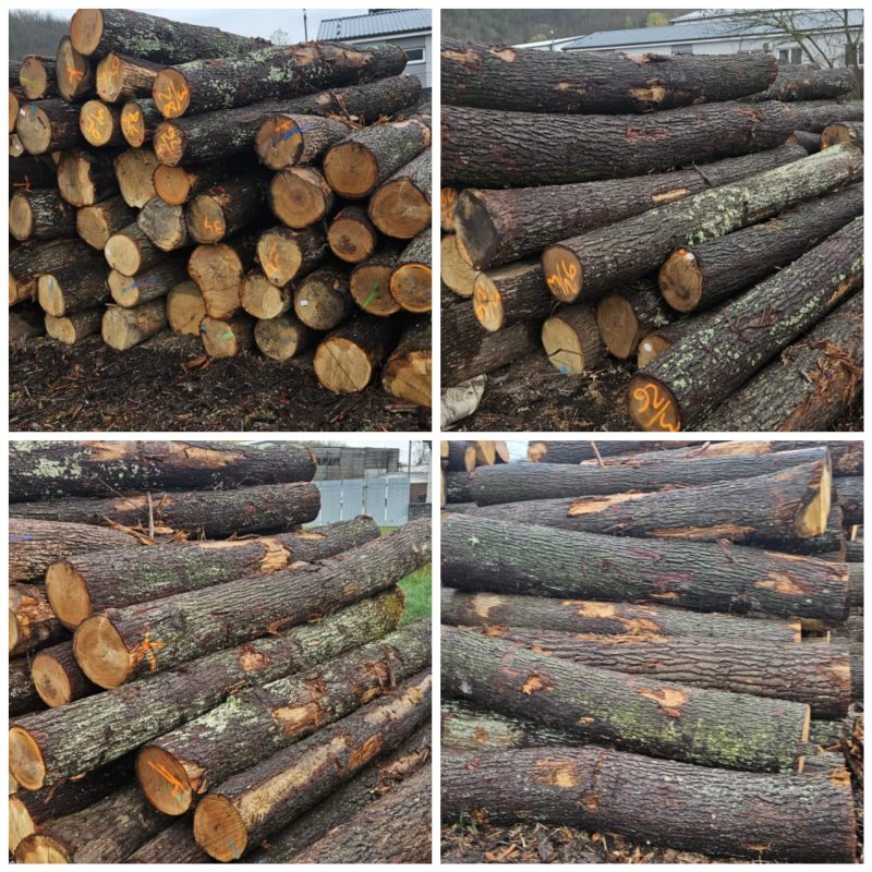 DREWNO DĘBOWE OKRĄGŁE W KORZE 