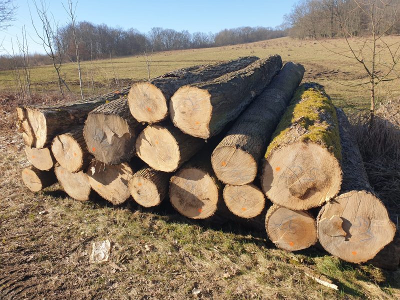 DREWNO JESIONOWE OKRĄGŁE W KORZE 