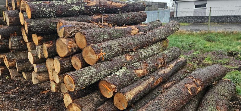 DREWNO DĘBOWE OKRĄGŁE W KORZE 