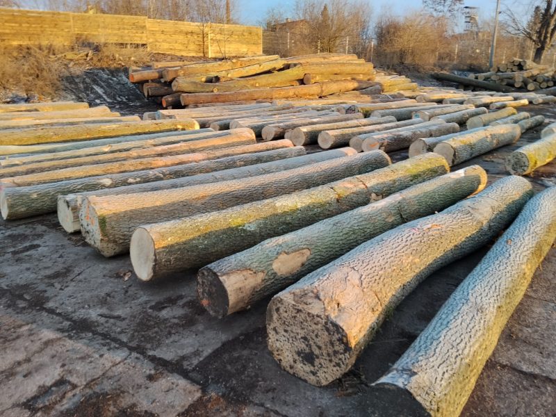 DREWNO JESIONOWE OKRĄGŁE W KORZE 