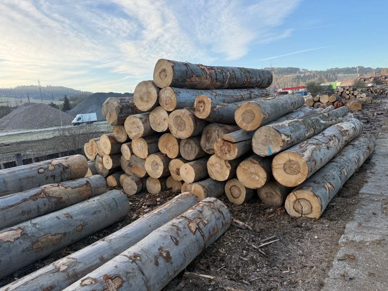 DREWNO BUKOWE OKRĄGŁE W KORZE 