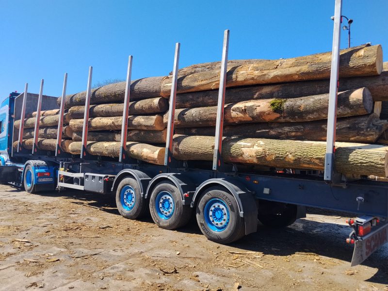 DREWNO JESIONOWE OKRĄGŁE W KORZE 