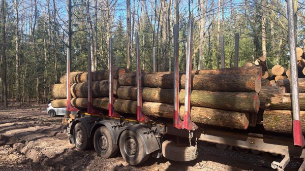 DREWNO JESIONOWE OKRĄGŁE W KORZE