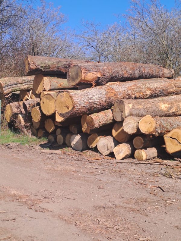 DREWNO DĘBOWE OKRĄGŁE W KORZE 