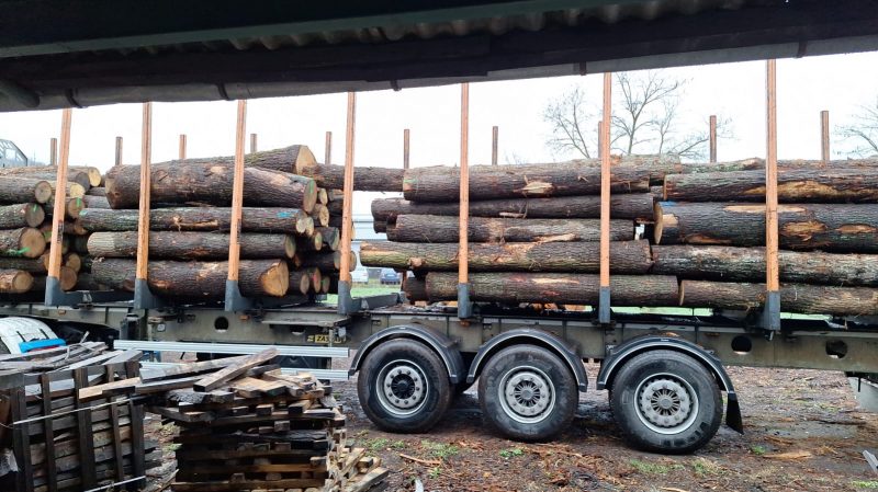 DREWNO DĘBOWE OKRĄGŁE W KORZE 