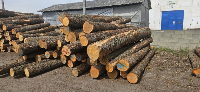 DREWNO DĘBOWE OKRĄGŁE W KORZE 