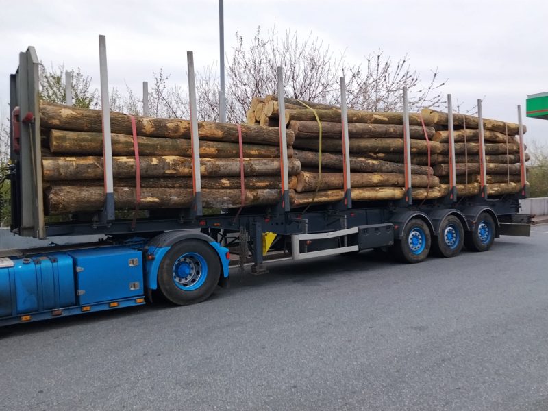 image DREWNO JESIONOWE OKRĄGŁE W KORZE  EUROEXPO-NET