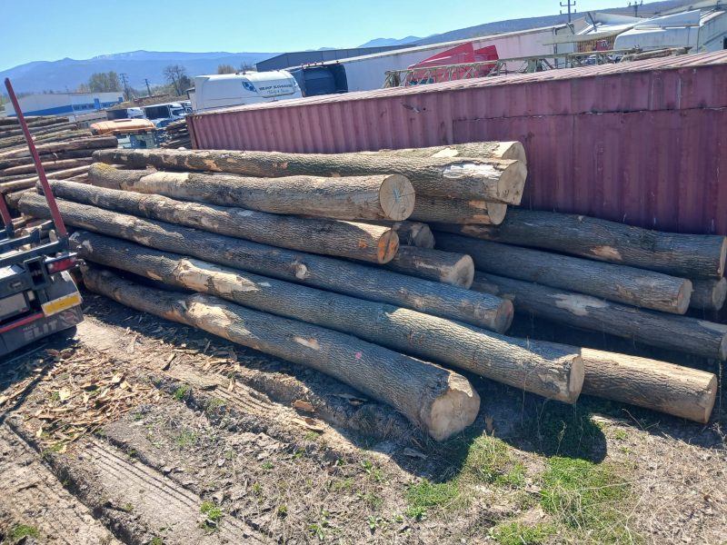 image DREWNO JESIONOWE OKRĄGŁE W KORZE  EUROEXPO-NET