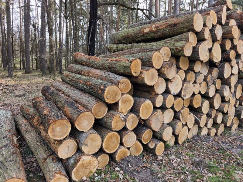 DREWNO DĘBOWE OKRĄGŁE W KORZE 