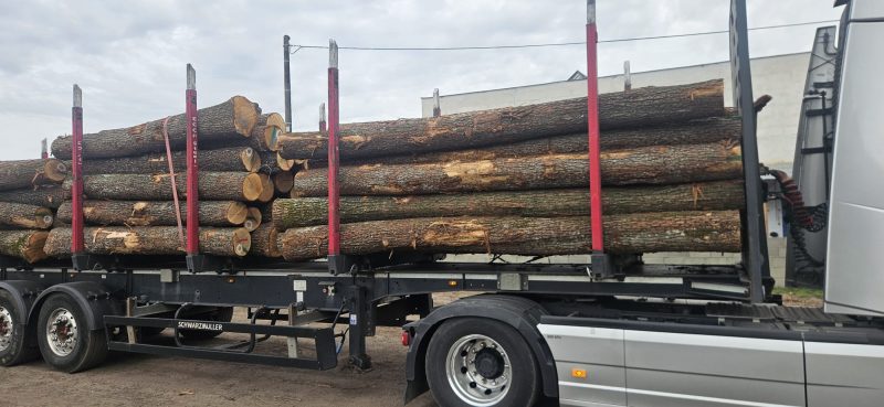 DREWNO DĘBOWE OKRĄGŁE W KORZE 