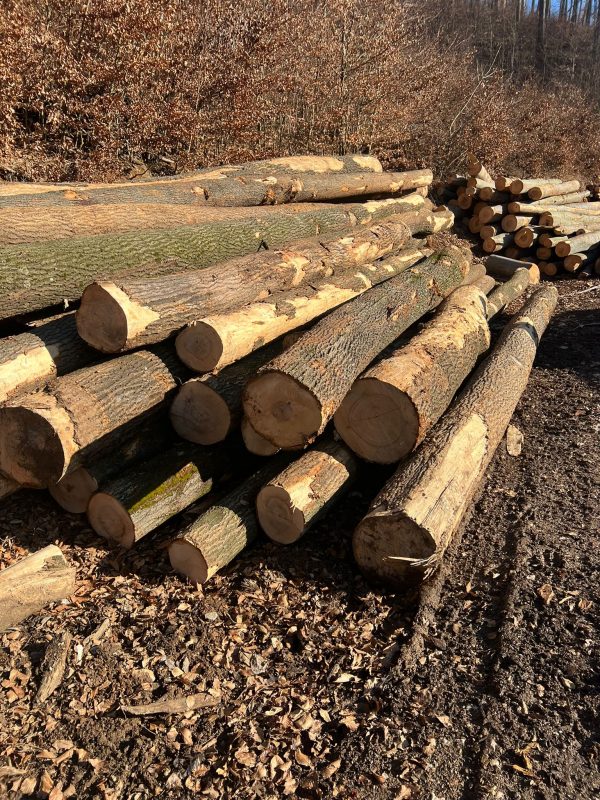 DREWNO JESIONOWE OKRĄGŁE W KORZE 