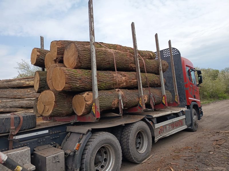 DREWNO DĘBOWE OKRĄGŁE W KORZE 