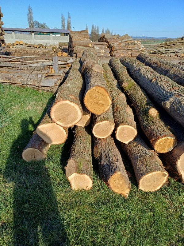 DREWNO DĘBOWE OKRĄGŁE W KORZE 