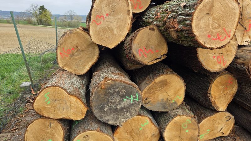 DREWNO DĘBOWE OKRĄGŁE W KORZE 