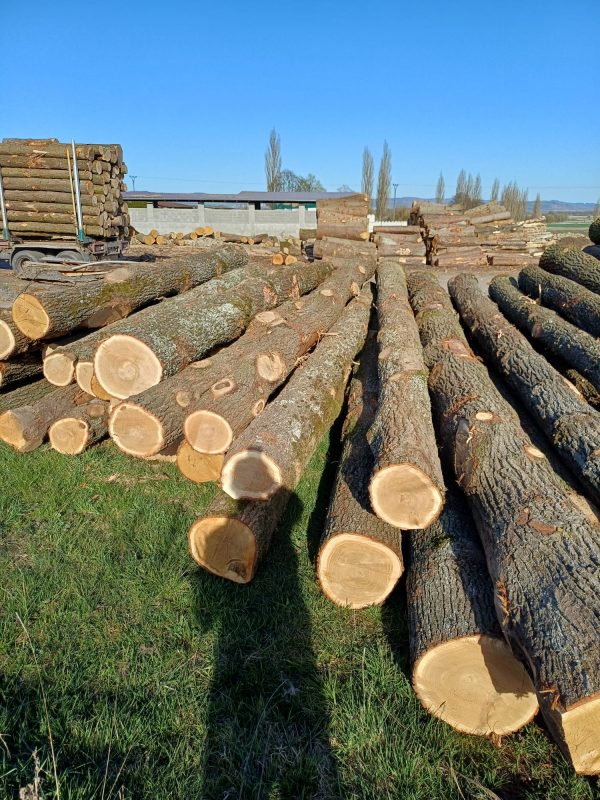 DREWNO DĘBOWE OKRĄGŁE W KORZE 