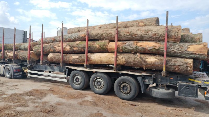 DREWNO DĘBOWE OKRĄGŁE W KORZE 