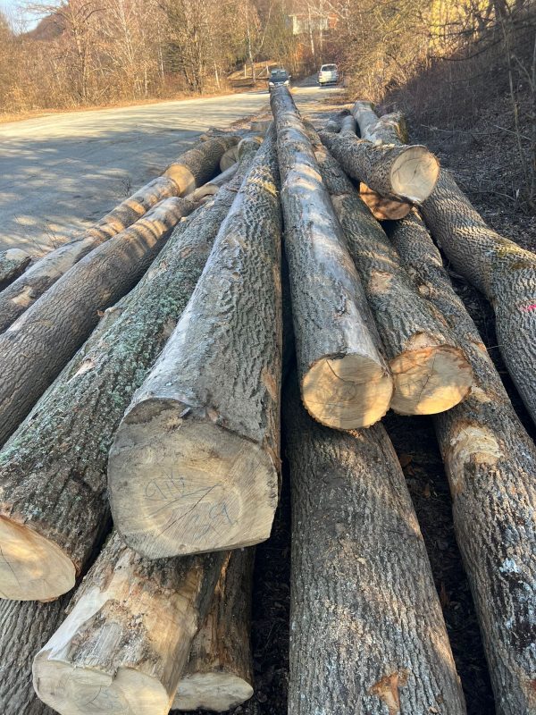 DREWNO JESIONOWE OKRĄGŁE W KORZE 