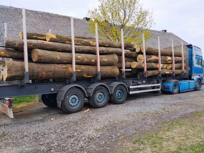 DREWNO JESIONOWE OKRĄGŁE W KORZE 