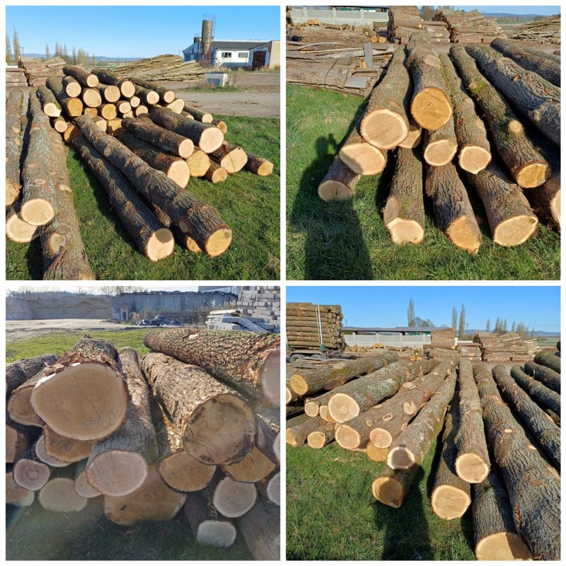 DREWNO DĘBOWE OKRĄGŁE W KORZE 