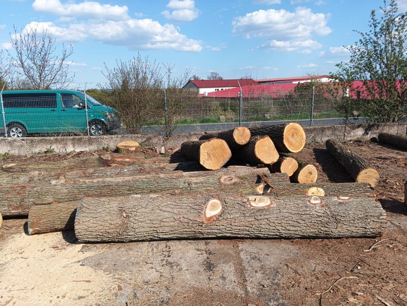 DREWNO DĘBOWE OKRĄGŁE W KORZE 