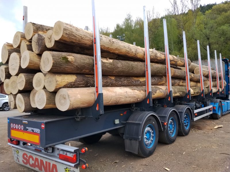 DREWNO JESIONOWE OKRĄGŁE W KORZE 