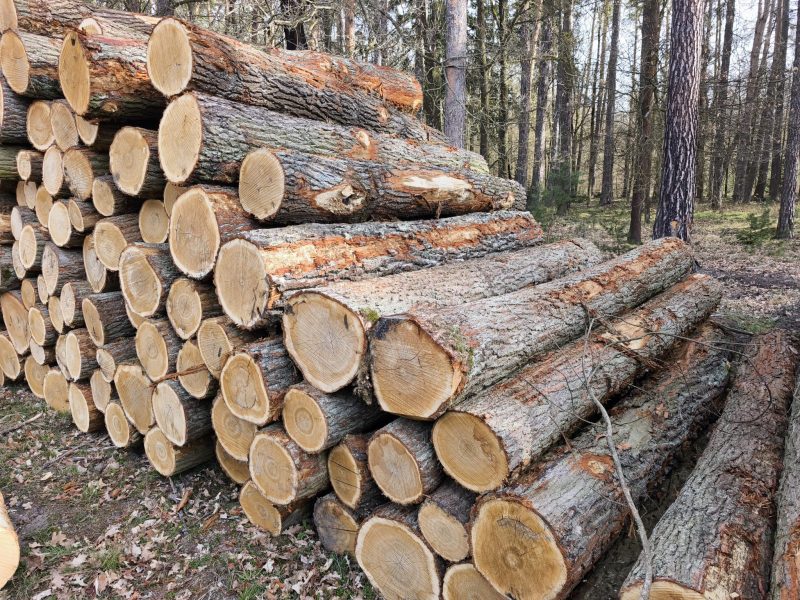 DREWNO DĘBOWE OKRĄGŁE W KORZE 