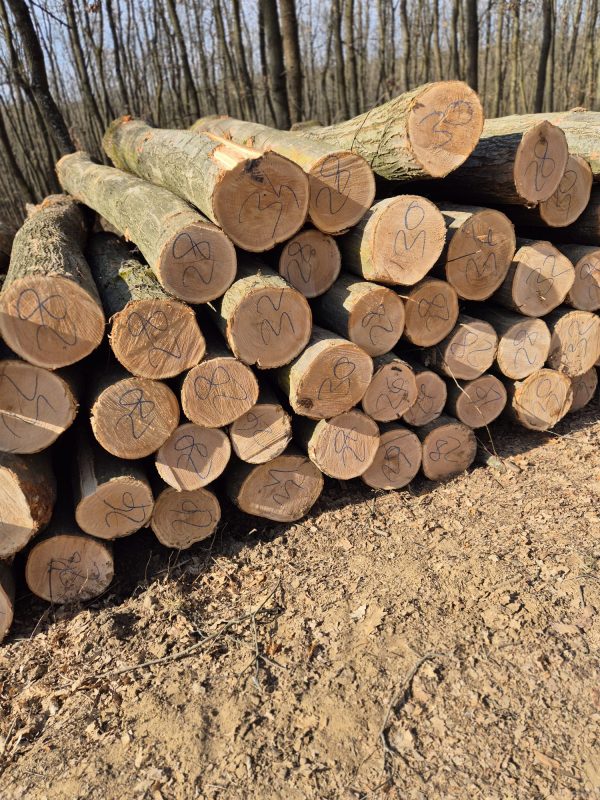 DREWNO DĘBOWE OKRĄGŁE W KORZE 