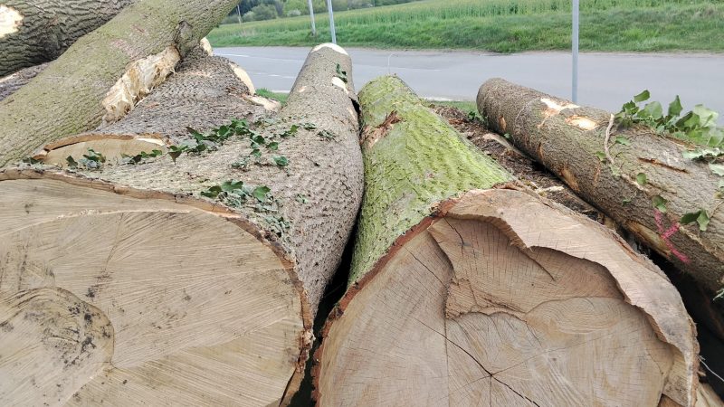 DREWNO JESIONOWE OKRĄGŁE W KORZE 