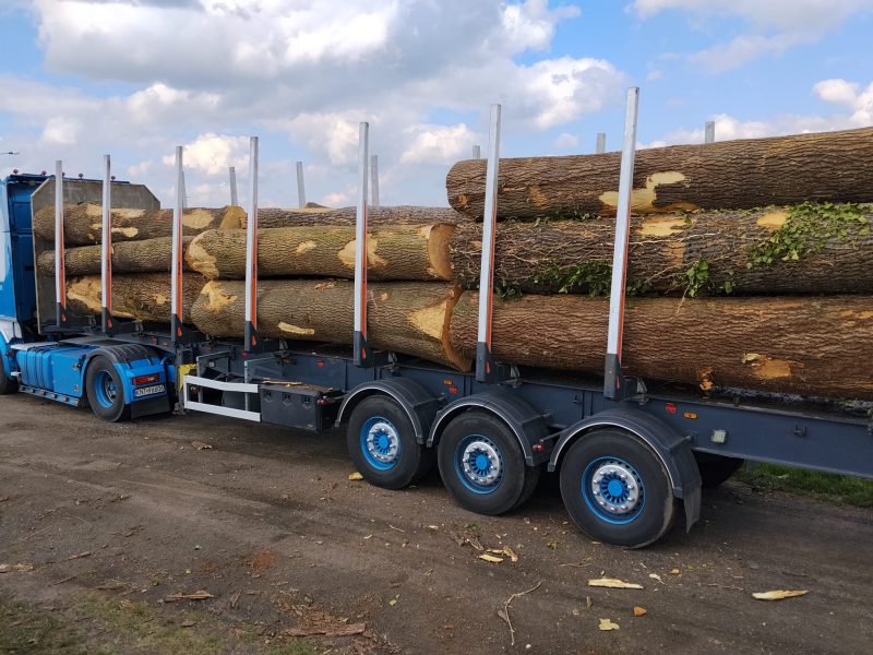 DREWNO JESIONOWE OKRĄGŁE W KORZE 