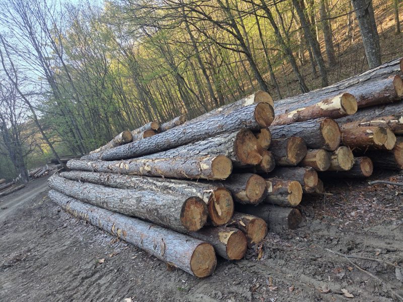 DREWNO SOSNOWE OKRĄGŁE W KORZE 