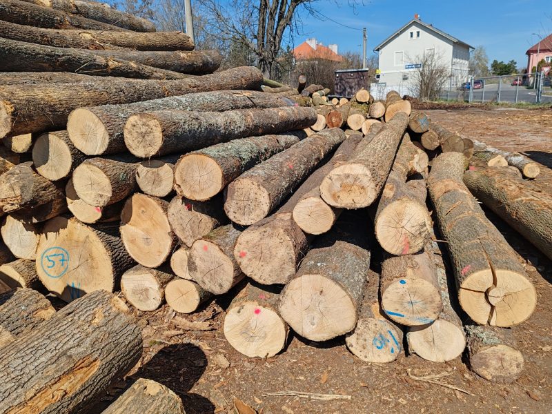 DREWNO JESIONOWE OKRĄGŁE W KORZE 