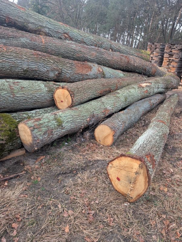 DREWNO DĘBOWE OKRĄGŁE W KORZE 
