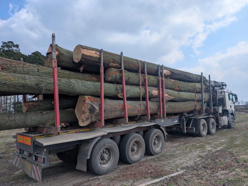 DREWNO DĘBOWE OKRĄGŁE W KORZE 