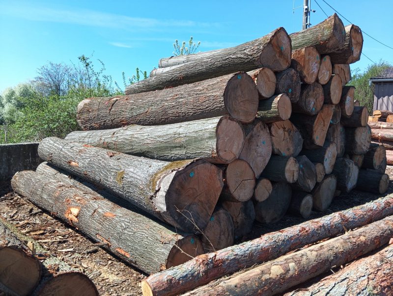 DREWNO DĘBOWE OKRĄGŁE W KORZE 