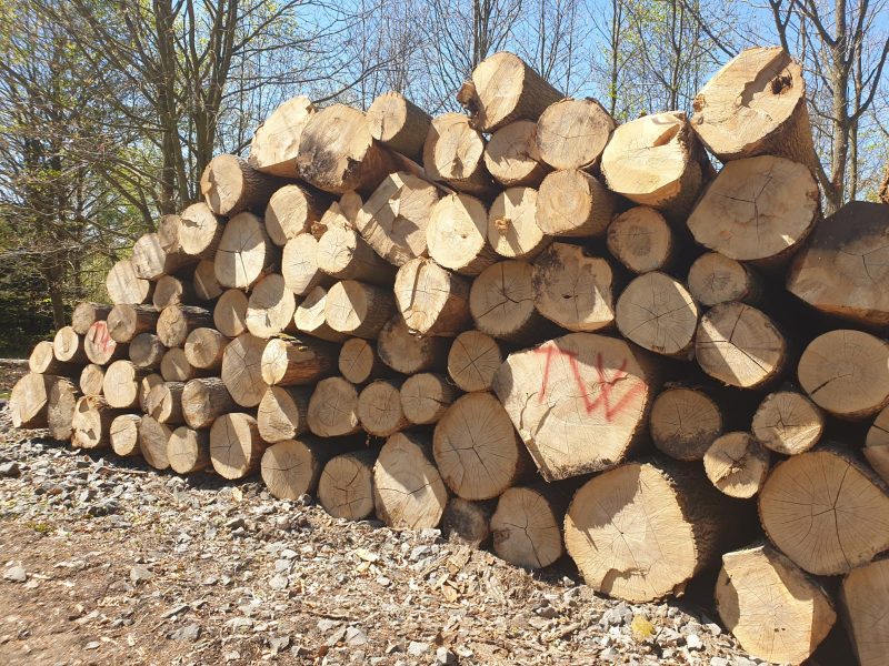 DREWNO JESIONOWE OKRĄGŁE W KORZE 