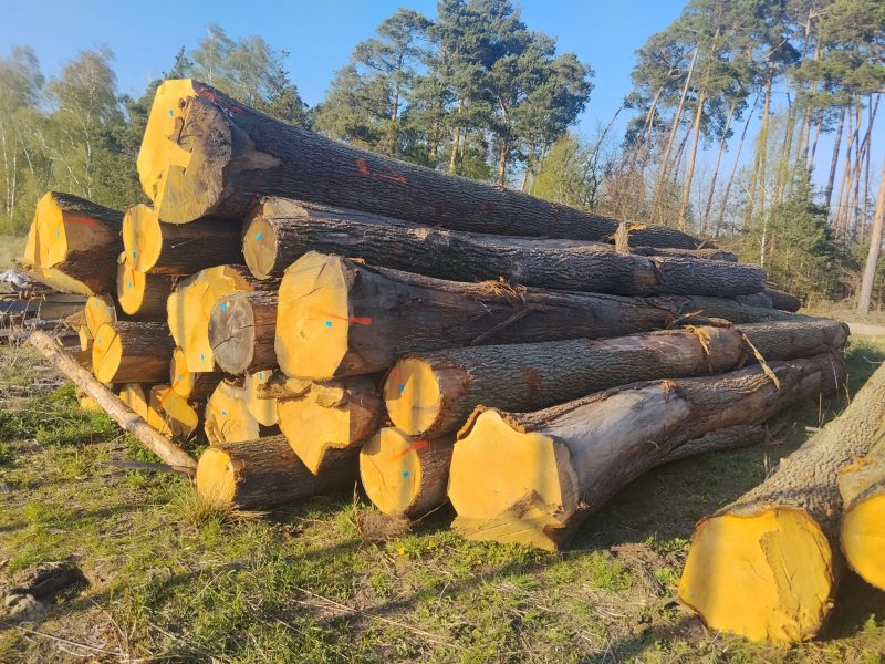 DREWNO DĘBOWE OKRĄGŁE W KORZE 