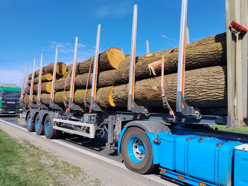 DREWNO DĘBOWE OKRĄGŁE W KORZE 