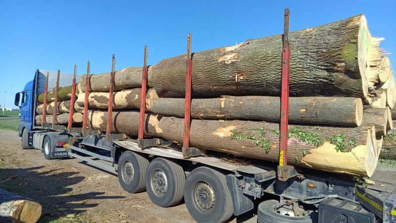 DREWNO JESIONOWE OKRĄGŁE W KORZE 