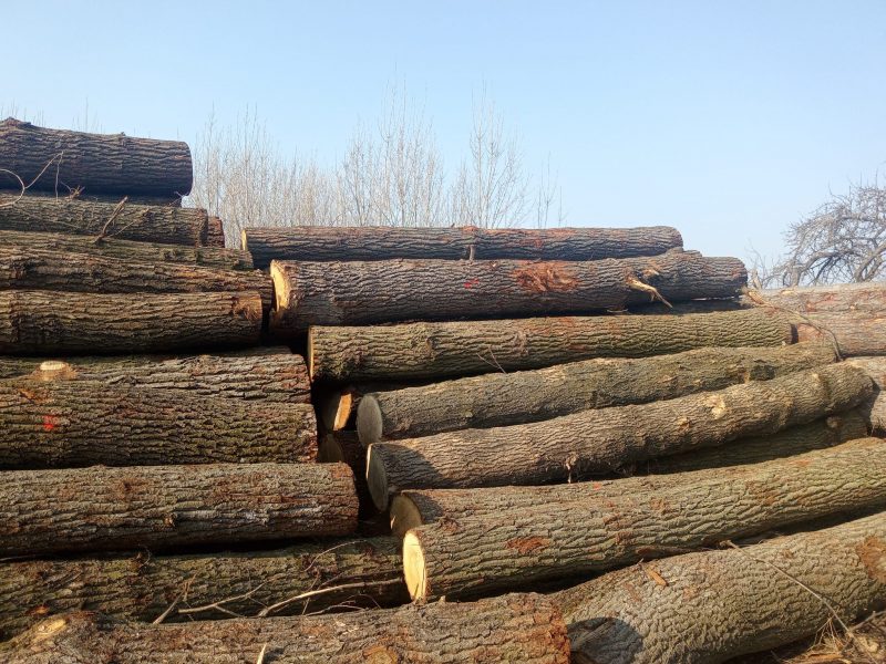 DREWNO DĘBOWE OKRĄGŁE W KORZE 