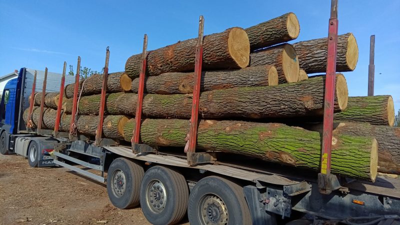 DREWNO DĘBOWE OKRĄGŁE W KORZE 