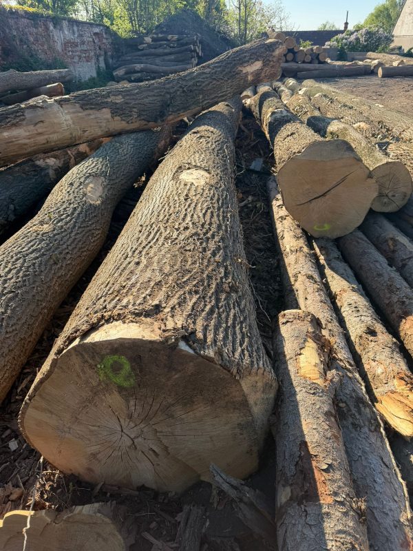 DREWNO JESIONOWE OKRĄGŁE W KORZE 