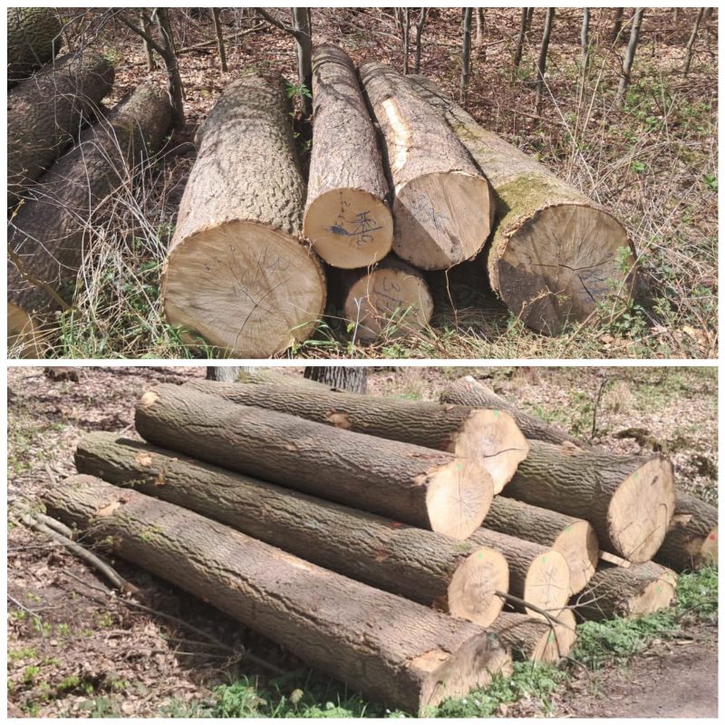 DREWNO JESIONOWE OKRĄGŁE W KORZE 