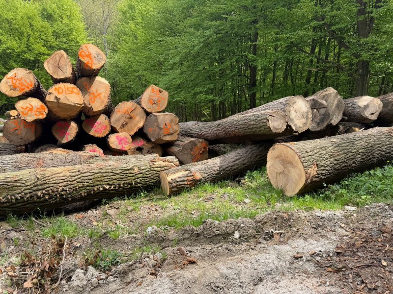 DREWNO DĘBOWE OKRĄGŁE W KORZE 