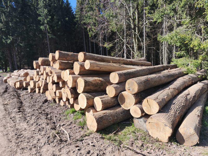 DREWNO DĘBOWE OKRĄGŁE W KORZE 