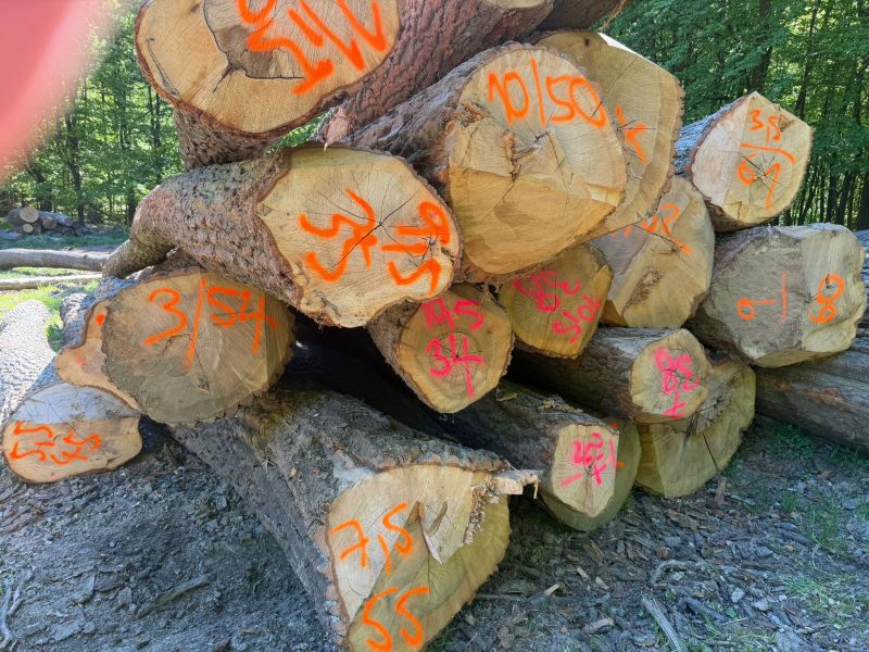 DREWNO DĘBOWE OKRĄGŁE W KORZE 