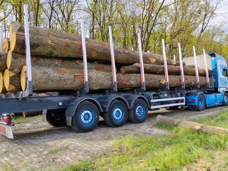 DREWNO DĘBOWE OKRĄGŁE W KORZE 