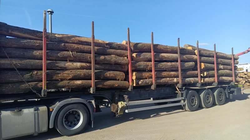 DREWNO DĘBOWE OKRĄGŁE W KORZE 