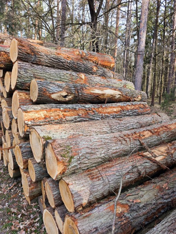 DREWNO DĘBOWE OKRĄGŁE W KORZE 