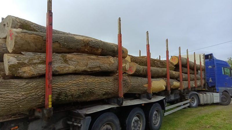 DREWNO JESIONOWE OKRĄGŁE W KORZE 