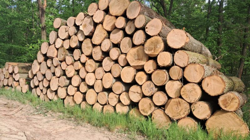 DREWNO ŚWIERKOWE OKRĄGŁE W KORZE 